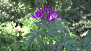 Spider Flower  Cleome Hassleriana  Spinnenblume [upl. by Ahtekahs]