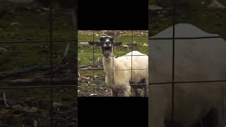 Screaming goat sound effect [upl. by Naida]