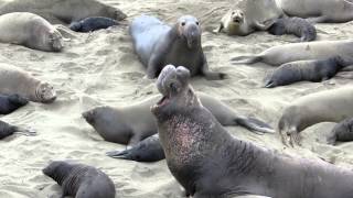 Elephant Seals Breeding Season [upl. by Melbourne]