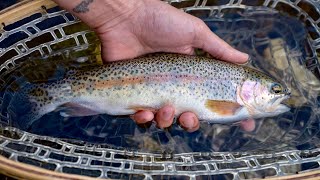 Rainbow Trout in the Mountains [upl. by Eirehc]