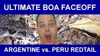 Ultimate Boa Constrictor Faceoff Argentine Boa vs Peruvian Redtail Boa [upl. by Hughmanick798]