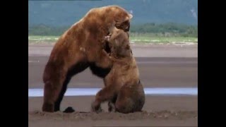 Grizzly Man  Herzog  Epic Bears Fight [upl. by Pompea]