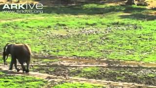 Wild african grey parrot flock [upl. by Nadnerb]