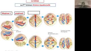 Explication des étapes de la méiose pour une cellule à 2n6 [upl. by Santana]