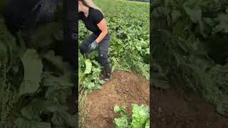 UNE AGRICULTRICE NOUS PARTAGE SON METIER EN VIDEO  agricultrice machinesagricoles farming [upl. by Phedra]