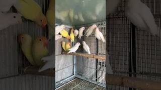 albino lovebird parrot parrot lovebirds short shortsfeed youtubeshort youtube viral [upl. by Agosto]