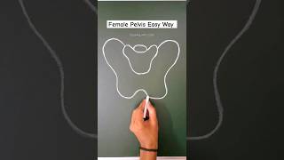 Diagram of Female Pelvis 👍 pelvis female diagram shorts ytshorts [upl. by Alenoel]