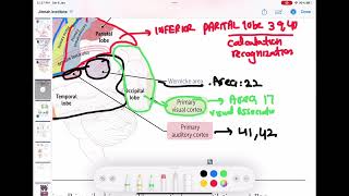 cerebral cortex anatomy and function neurology 37  First Aid USMLE Step 1 in UrduHindi [upl. by Casavant634]