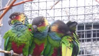 Bluethroated conure social behaviour [upl. by Garlen]