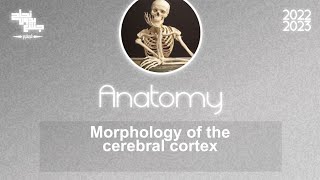 L5 Morphology of the cerebral cortex Anatomy [upl. by Viscardi]