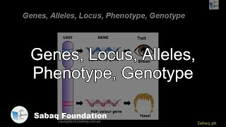 Genes Locus Alleles Phenotype Genotype Biology Lecture  Sabaqpk [upl. by Ahsekahs]