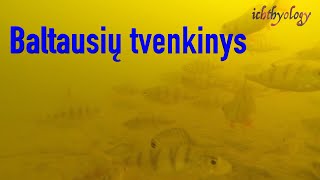 Baltausių tvenkinys [upl. by Hcra911]