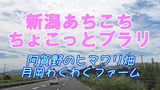 新潟あちこちちょこっとブラリ 阿賀野のヒマワリ畑・月岡わくわくファーム [upl. by Allard]