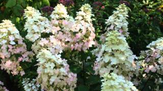 Hydrangea paniculata Burgundy Lace [upl. by Athenian]