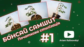 БОНСАЙ Самшит Початкова стилізація Bonsai Buxus Initial styling [upl. by Dolly49]