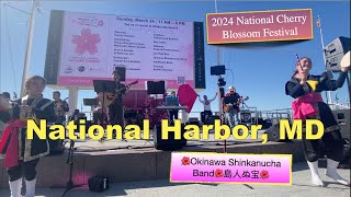 🇺🇸Maryland🌸National Harbor🌸Cherry Blossom Festival🌺Okinawa Shinkanucha Band🌺島人ぬ宝🥁 [upl. by Agnizn242]