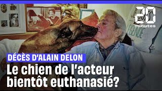 Mort dAlain Delon  Le chien de lacteur bientôt euthanasié [upl. by Ilyssa]