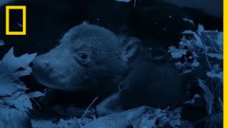 Wildlife Instincts The Moon Bear  Japans Most Elusive Animal  Free Documentary Nature [upl. by Nyved]