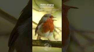 Robin Redbreast singing in the forest shade birds [upl. by Nidla]