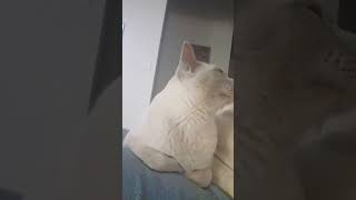 My Burmese Cat Snowy loves exercising with me funnycats catlove Australia [upl. by Eedrahc682]