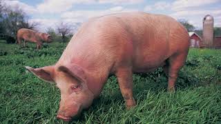 Pig Oinking Sound Effect in HD Quality [upl. by Etnohs]