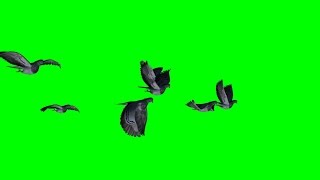 small group of pigeons flying  3 different views and green screen a [upl. by Danforth884]