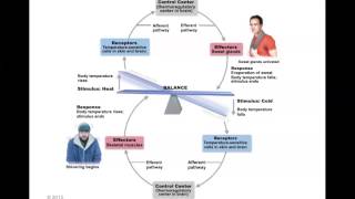 Human Anatomy and Physiology Homeostasis [upl. by Lissa968]