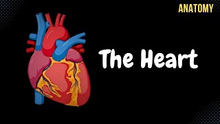 Anatomy of the Heart  External amp Internal Structures [upl. by Hawker]