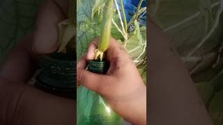 Loki plant gardenplants shortvideo garden gardentrees foryou plants [upl. by Anigriv344]