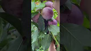 Plumcot farm agriculture rurallife fruitcutting agriculture [upl. by Tomlin635]