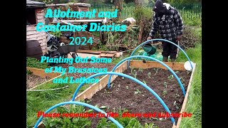 DWW Gardening 2024  Planting Brassicas and Lettuce [upl. by Baily]