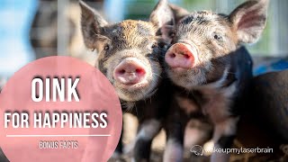 🐷 Pigs Grunting and Screaming Sounds  🕙 10 Hours  🎧 For Stress Relief Calm  Bonus Facts [upl. by Anuaek849]