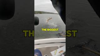 THIS GIANT FISH almost got away😱😱😱 fishing shorts outdoors [upl. by Allebram]