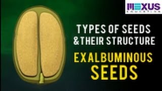 Types of Seeds and their Structure Exalbuminous seeds [upl. by Abell]