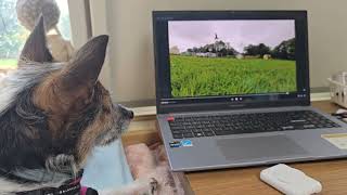 Pixie watching my film of Red Kites feeding [upl. by Leontina458]