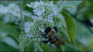 Hoary Mountain Mint  Native Plant Profile [upl. by Warrin]