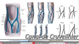 CANAL DE CRUVEILHIER SURCO BICIPITAL MEDIAL CANAL BICIPITAL INTERNO MARCO MUSCULOAPONEURÓTICO [upl. by Gothurd]