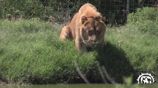 Levi the Liger the Second Largest Cat in the World [upl. by Zilevi]