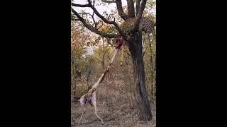 hyena vs leopardwildlifeviralstrugglejunglepredators uniqueshorts viralvideo animalworld [upl. by Kcinimod396]