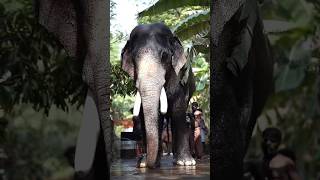 അയ്യപ്പൻ mankalamkunnu mangalamkunnukarnan ayyappan keralaelephant aanapremi [upl. by Circosta]