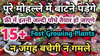 पूरे मोहलले में बांटने पड़ेगे इतनी जल्दी इतने पौधे तैयार हो जाते हैं15 Fast growing plants [upl. by Ronalda]