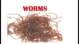 What is tubifex worms [upl. by Mersey]