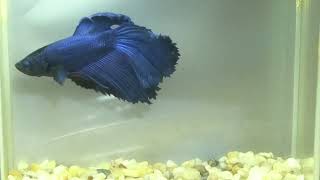 betta fish fish bettafish shorts 692 [upl. by Eyla]