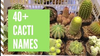 Cacti Names and Pictures Cacti Types and Identification [upl. by Ahcurb]