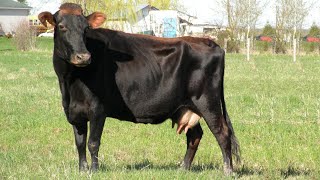 Canadienne Dairy Cattle  Rugged Black Jersey [upl. by Llacam]