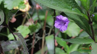 Very Interesting Plant Learn How To Propagate The Mexican Petunia  Purple Showers [upl. by Saqaw818]