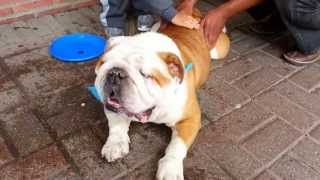 Woofstock Toronto 2013 English Bulldog Getting A Massage [upl. by Aerdnaek628]