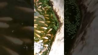 Tilapia eating Azolla [upl. by Eisac]