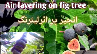 Air layering on fig tree StepbyStep Guide to Air Layering [upl. by Nnylyram]