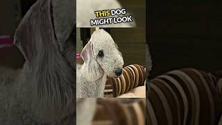 This Cute Dog Hides A Dark Personality😨 [upl. by Aramit]